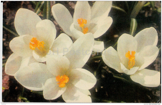 Crocuses - flowers - 1974 - Estonia USSR - used - JH Postcards