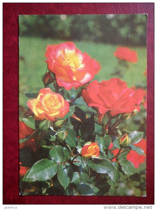 Greeting Card - Rosa Floribunda - Charleston - roses- flowers - 1977 - Russia USSR - used - JH Postcards