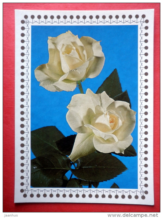 white roses - flowers - Czechoslovakia - unused - JH Postcards