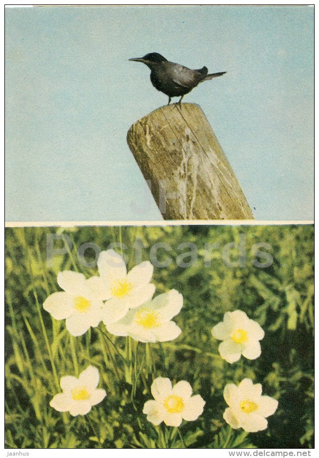 Black tern , Chlidonias niger - Snowdrop , Anemone sylvestris - birds - 1970 - Estonia USSR - unused - JH Postcards