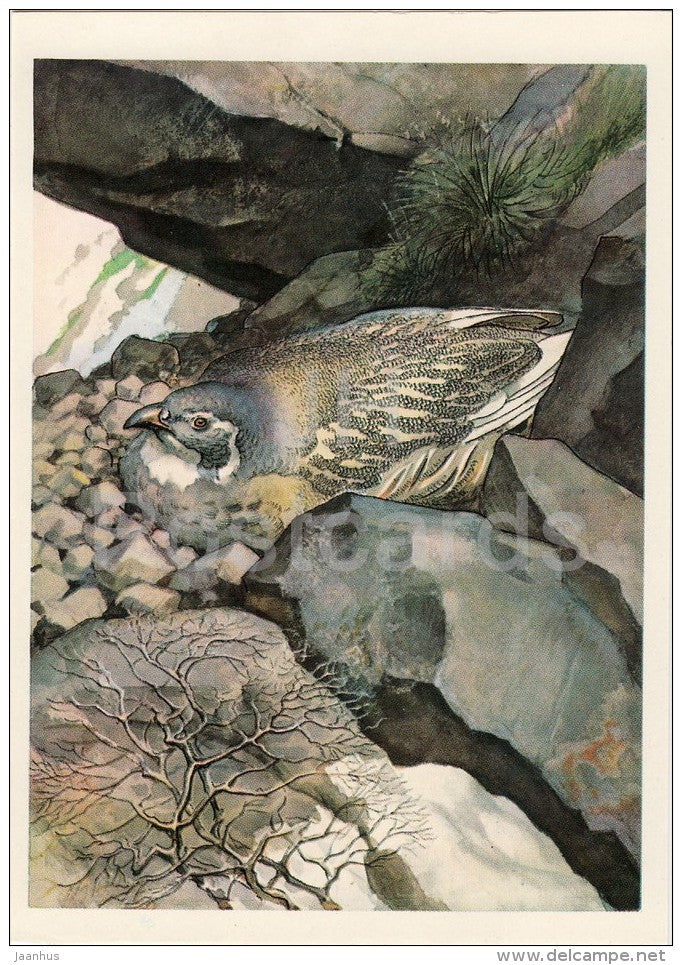 Caspian snowcock - Tetraogallus caspius - birds - Endangered species - 1979 - Russia USSR - unused - JH Postcards