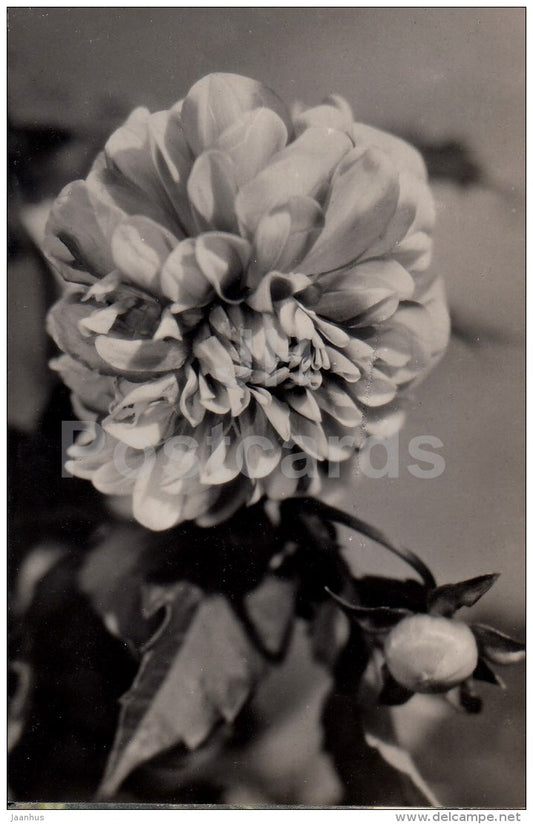 Peony - flowers - Latvia USSR - used - JH Postcards