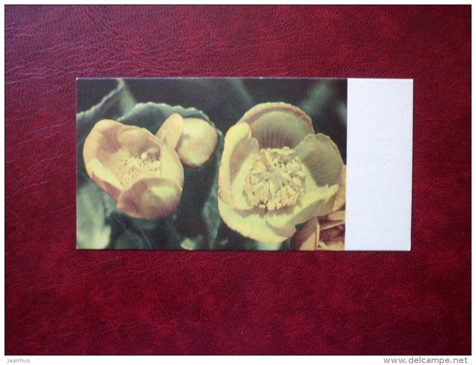 Marsh Marigold - Caltha palustris - flowers - mini format card - 1968 - Estonia USSR - used - JH Postcards