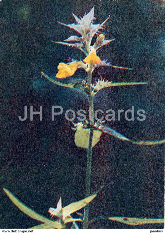 Wood Cow-wheat - Melampyrum nemorosum - Wild Flowers - 1971 - Russia USSR - unused - JH Postcards