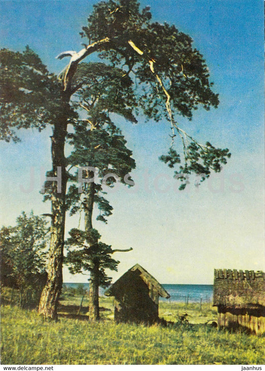 Jurmala - Seashore pines in Lapmezciems - Latvia USSR - unused - JH Postcards