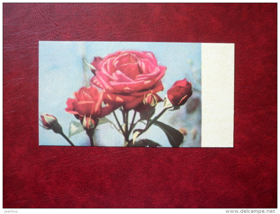 red rose - flowers - mini format card - 1968 - Estonia USSR - used - JH Postcards