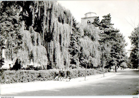 Zary - Ulica Rosenbergow - Rosenberg street - Poland - unused - JH Postcards