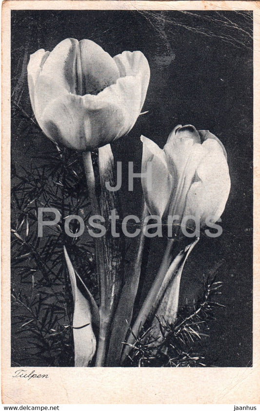 tulips - Tulpen - Photo Kiesel - flowers - old postcard - Germany - unused - JH Postcards