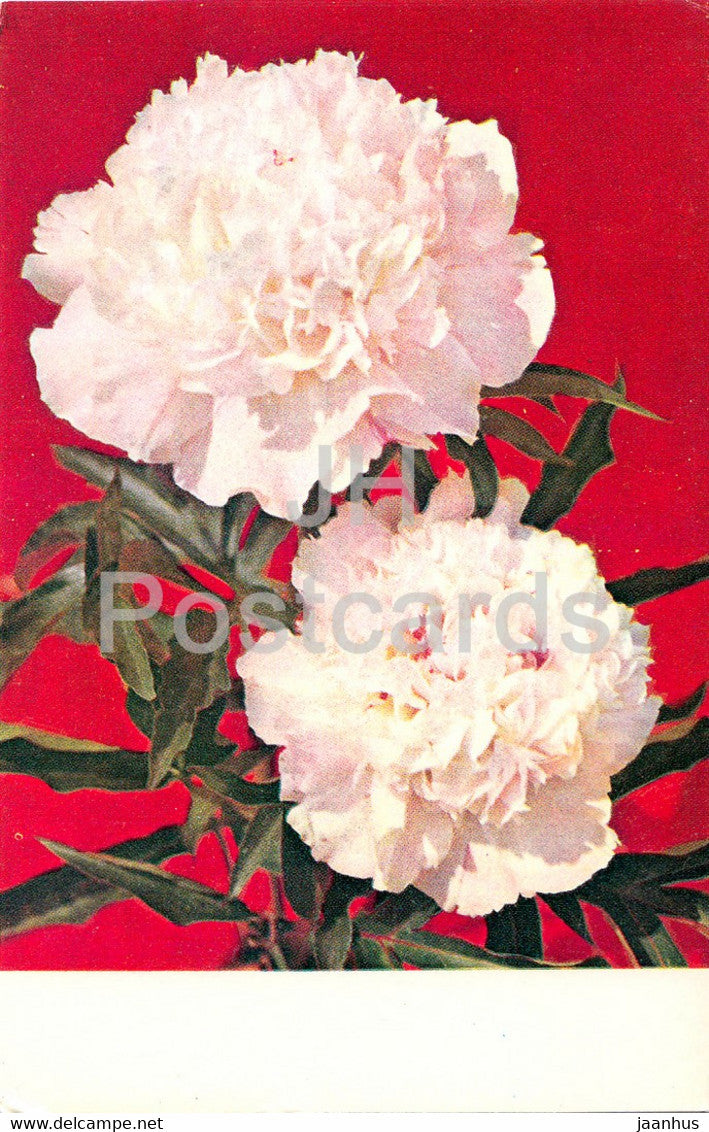 Smile - Peonies - flowers - 1977 - Russia USSR - unused - JH Postcards