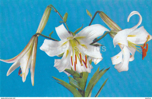 Silver Sunburst - lily - flowers - 1981 - Russia USSR - unused - JH Postcards