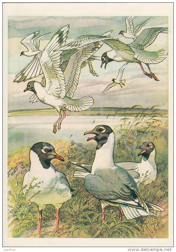 Relict gull - Ichthyaetus relictus - birds - Endangered species - 1979 - Russia USSR - unused - JH Postcards