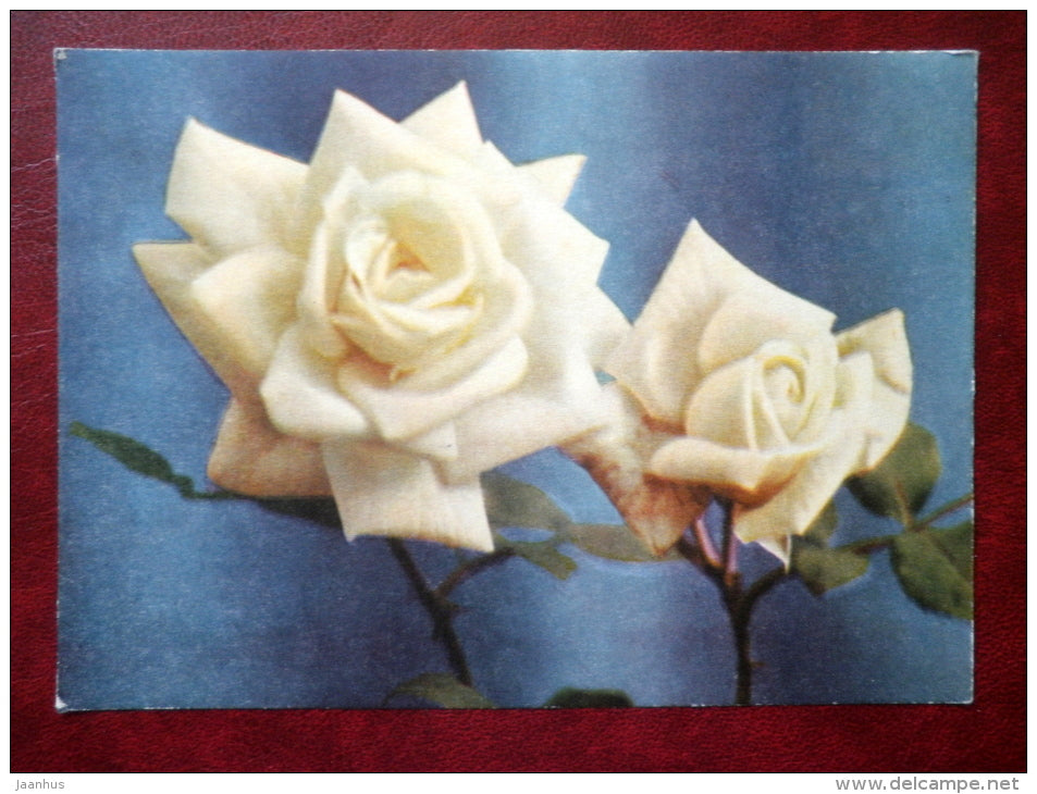 Safran - roses - flowers - 1967 - Estonia USSR - unused - JH Postcards