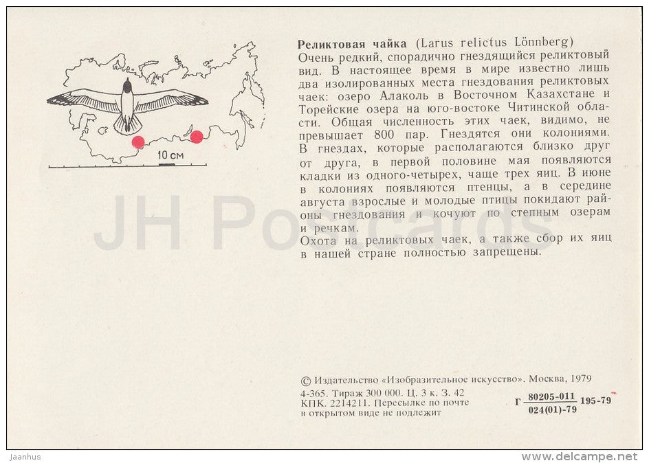 Relict gull - Ichthyaetus relictus - birds - Endangered species - 1979 - Russia USSR - unused - JH Postcards