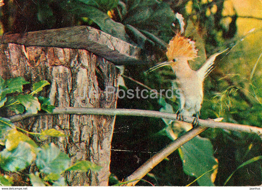 Eurasian hoopoe - Upupa epops - birds - 1982 - Russia USSR - unused - JH Postcards