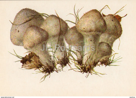 Common puffball - Lycoperdon perlatum - illustration by A. Shipilenko - Mushrooms - 1976 - Russia USSR - unused - JH Postcards