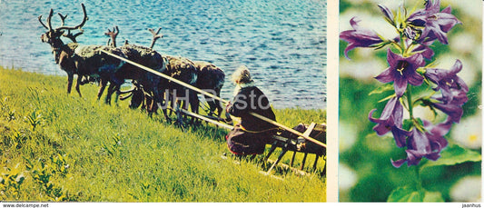 Giant bellflower - Campanula latifolia - plants - reindeer - sledge - Tundra in bloom - 1973 - Russia USSR - unused - JH Postcards