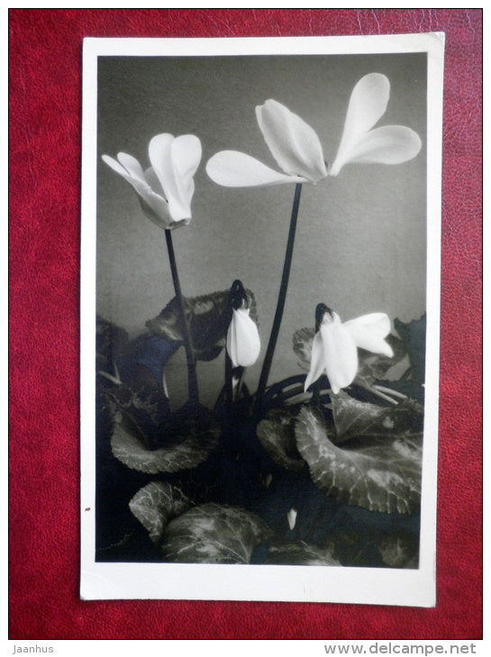 white cyclamen - flowers - 1956 - Estonia USSR - used - JH Postcards