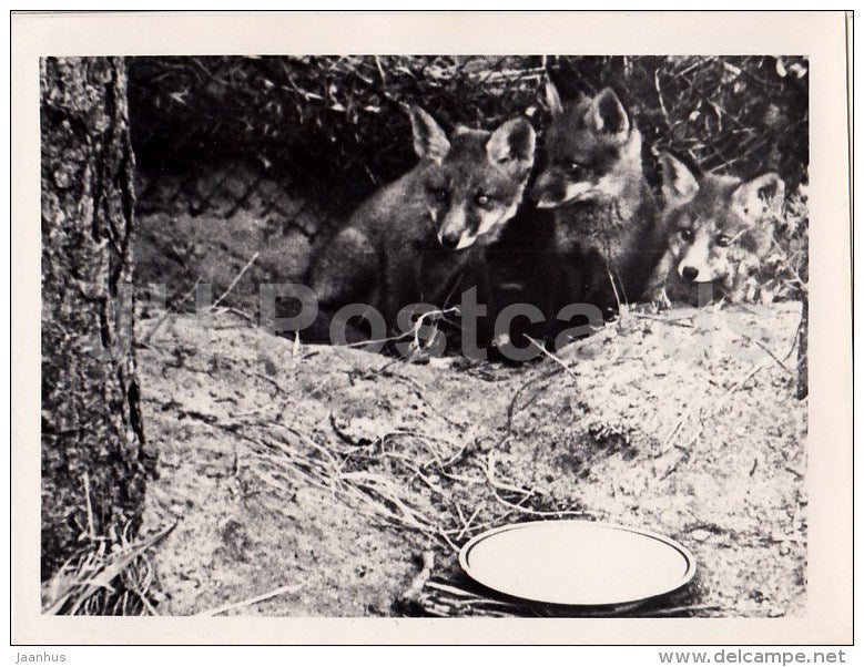 fox - 1 - photo - Estonia USSR - unused - JH Postcards