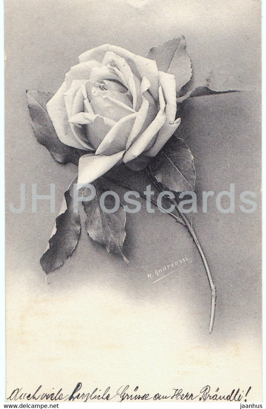 white rose - flowers - illustration by M. Andreossi - old postcard - 1908 - used - JH Postcards