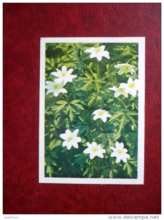 Mini Greeting card - anemone - flowers - 1981 - Estonia USSR - unused - JH Postcards