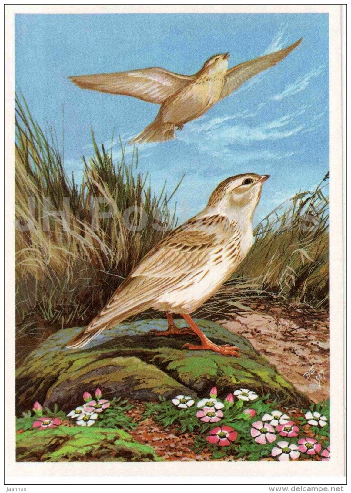 Asian short-toed lark - Calandrella cheleensis - bird - Birds of Russia - Siberia - 1988 - Russia USSR - unused - JH Postcards