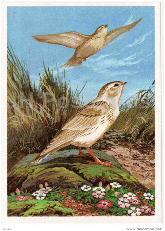 Asian short-toed lark - Calandrella cheleensis - bird - Birds of Russia - Siberia - 1988 - Russia USSR - unused - JH Postcards