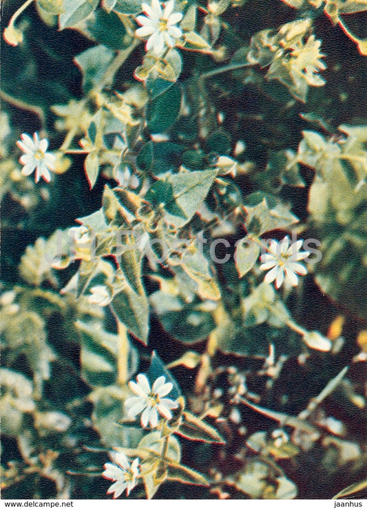 Giant Chickweed - Myosoton aquaticum - Wild Flowers - 1971 - Russia USSR - unused - JH Postcards