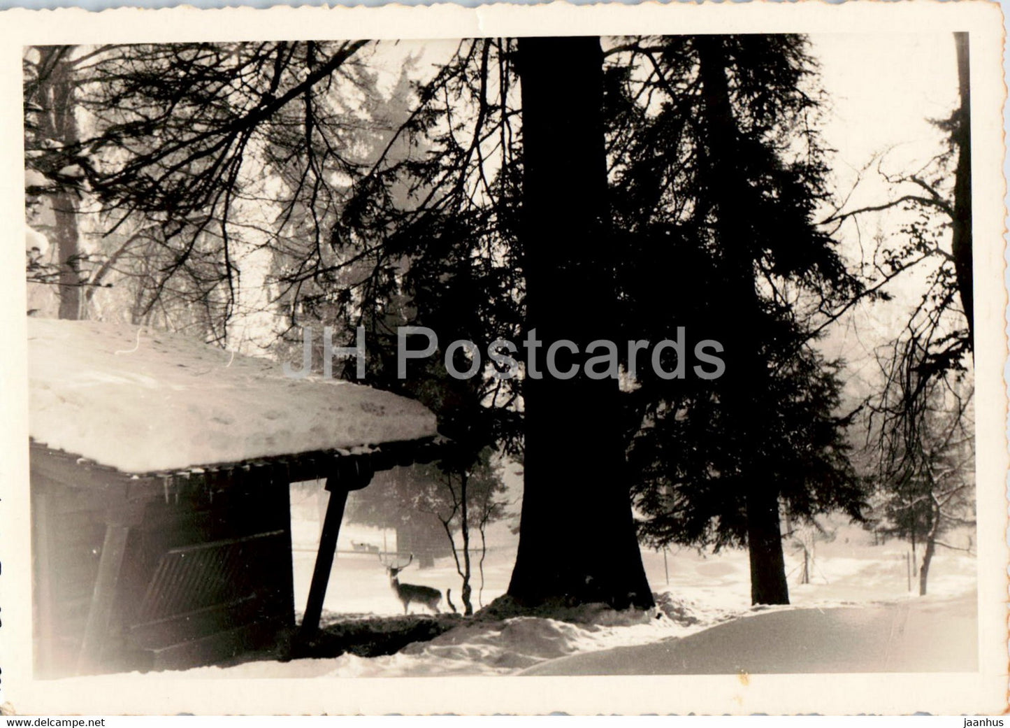 Chauf de Fonds - forest view - old postcard - 1953 - Switzerland - used - JH Postcards