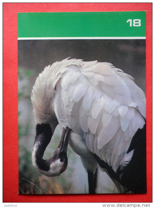 Red-crowned crane , Grus japonensis - Moscow Zoo Birds - 1988 - Russia USSR - unused - JH Postcards