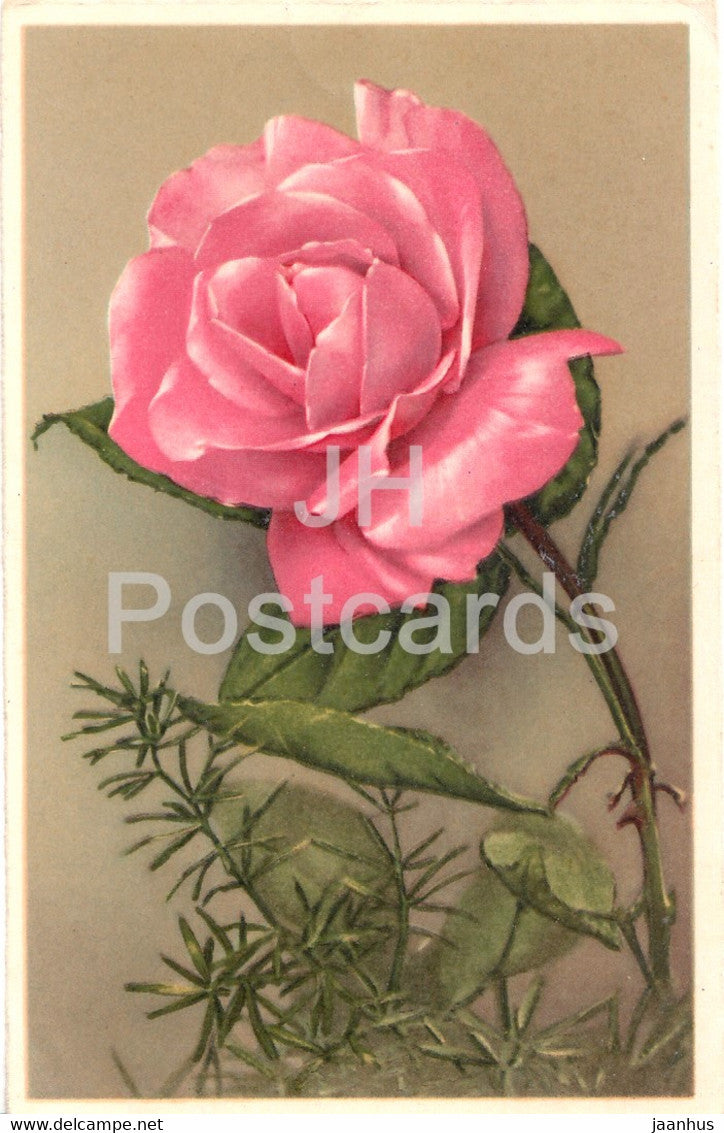 pink rose - flowers - Pittius - CP Mot Sapeurs - old postcard - used - JH Postcards