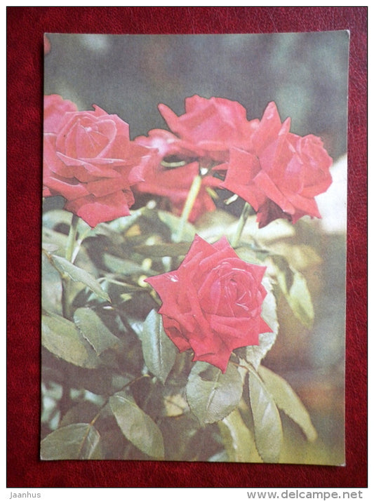 Greeting card - red roses - flowers - 1981 - Estonia USSR - used - JH Postcards