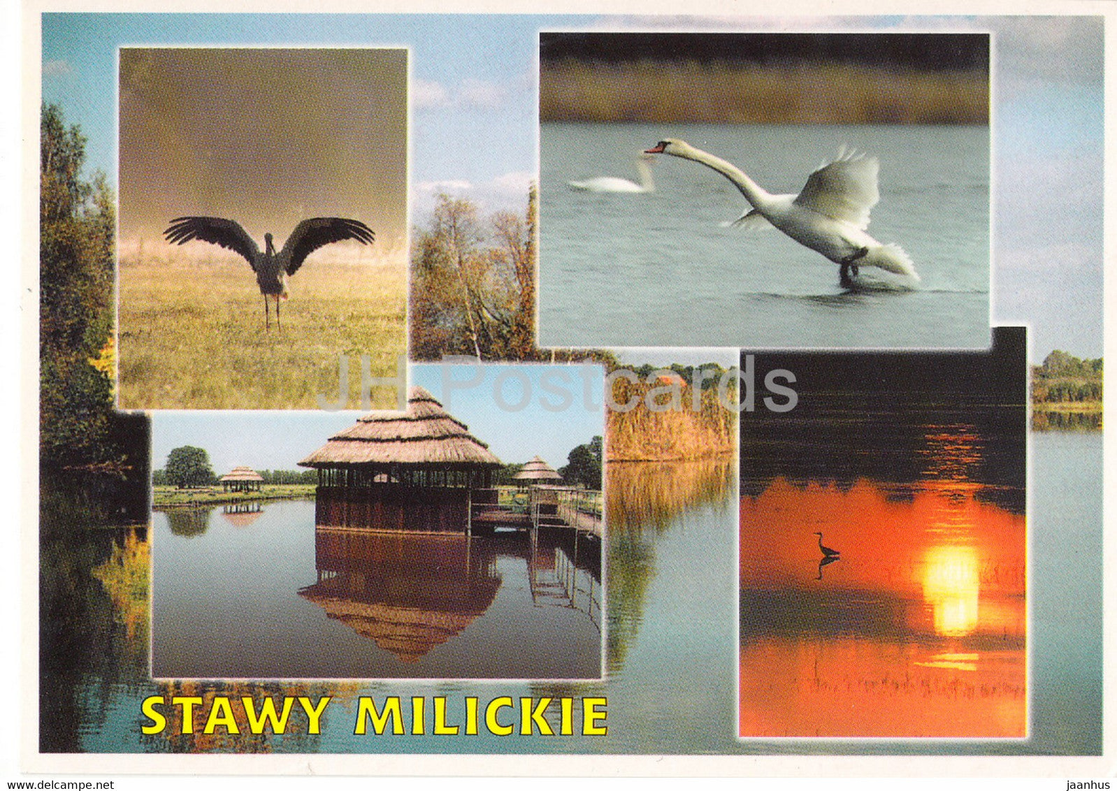 Stawy Milickie - Milicz Ponds - birds - swan - 1 - Poland - used - JH Postcards