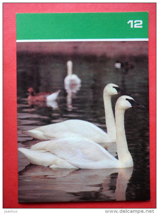 Trumpeter swan , Cygnus buccinator - Moscow Zoo Birds - 1988 - Russia USSR - unused - JH Postcards