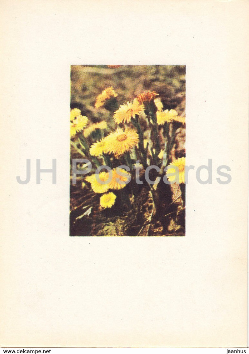 Coltsfoot - Tussilago farfara - plants - Latvia USSR - unused - JH Postcards