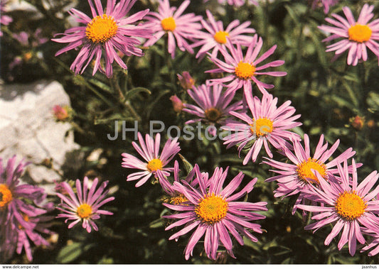 Alpine Aster - Aster alpinus - Geschutzte Pflanzen - Protected plants - DDR Germany - unused - JH Postcards