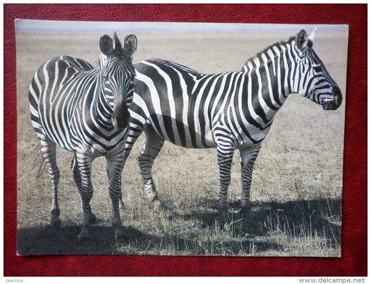 Zebra - animals - 1986 - Russia USSR - unused - JH Postcards