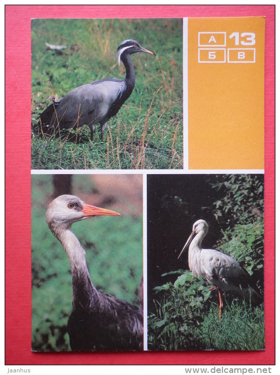 Demoiselle crane - Hooded crane - Oriental stork - Moscow Zoo Birds - 1988 - Russia USSR - unused - JH Postcards