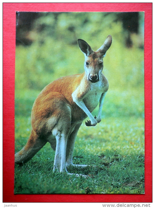 Kangaroo - animals - 1990 - Russia USSR - unused - JH Postcards