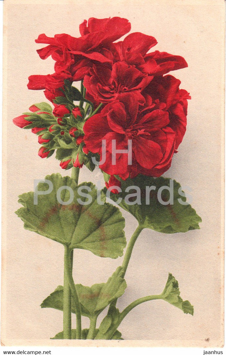 red flowers - 592 - old postcard - France - used - JH Postcards