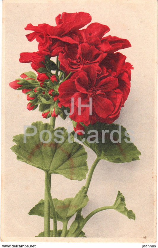 red flowers - 592 - old postcard - France - used - JH Postcards