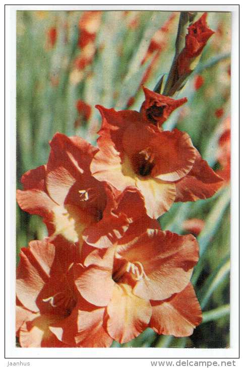 Benvenuto - gladiolus - flowers - 1972 - Russia USSR - unused - JH Postcards