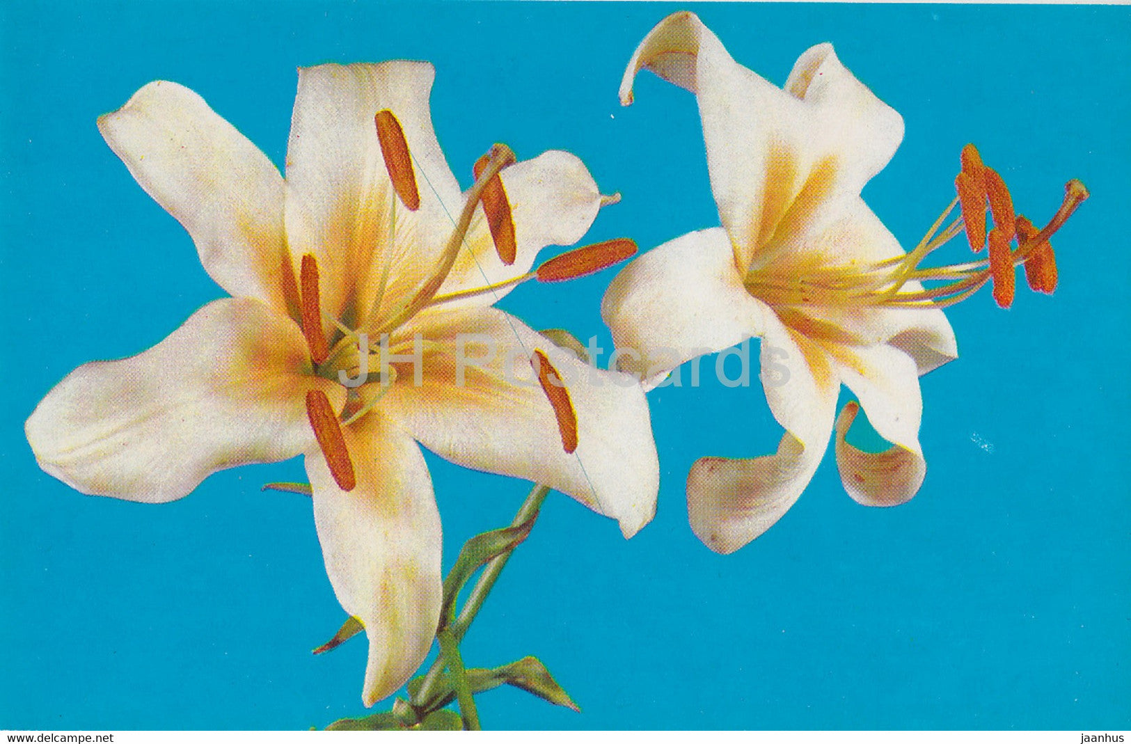 Stardust - lily - flowers - 1981 - Russia USSR - unused - JH Postcards