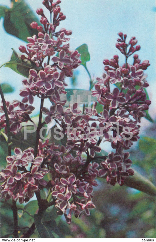 Sensation - Lilac - Flowers - 1973 - Russia USSR - unused - JH Postcards