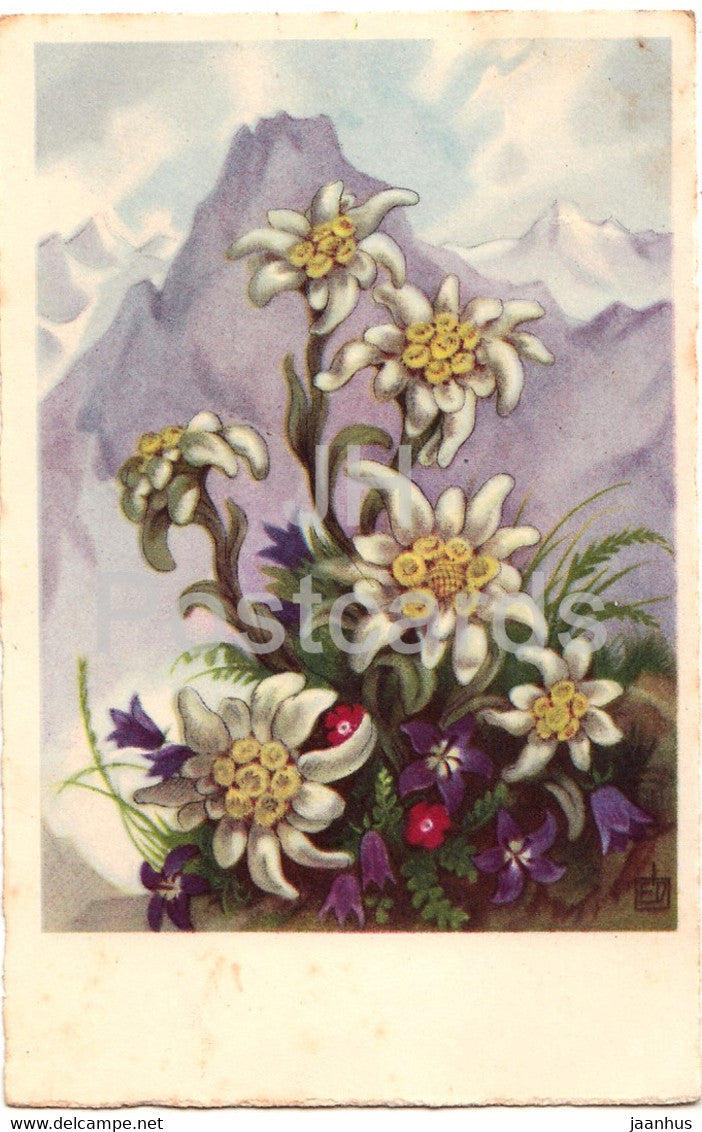 white mountain flowers - illustration - EAS - 2628 - old postcard - used - JH Postcards