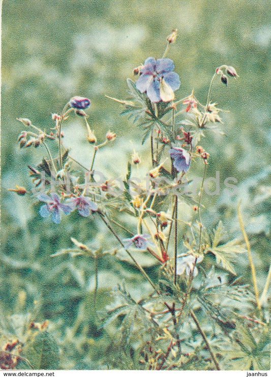 Meadow crane's-bill - Geranium pratense - Wild Flowers - 1971 - Russia USSR - unused - JH Postcards