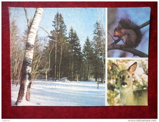 Squirrel - Roe deer - animals - 1977 - Estonia USSR - unused - JH Postcards