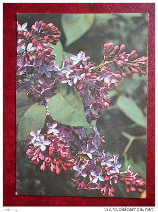 Greeting card - lilac - flowers - 1981 - Estonia USSR - used - JH Postcards