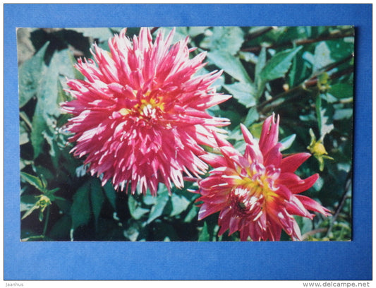 Persian tunes - dahlia - flowers - 1974 - Russia USSR - unused - JH Postcards