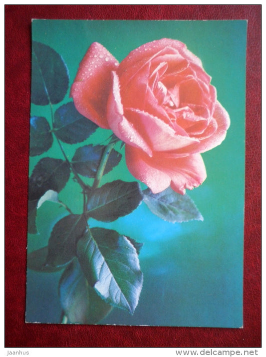 Greeting Card - pink rose - flowers - 1988 - Russia USSR - used - JH Postcards