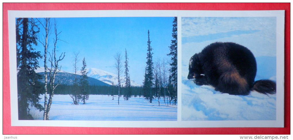 Wolverine , Gulo gulo - Pechora-Ilych Nature Reserve - Komi Republic - 1982 - Russia USSR - unused - JH Postcards